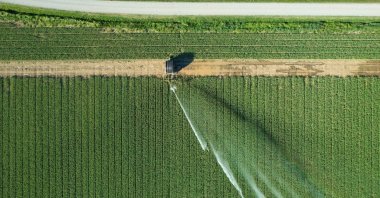 A rotary sprinkler irrigates a green crop field, highlighting efficient water management and climate-smart agricultural practices. (Shutterstcok Photo)