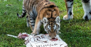 Siberian tiger cub Virginia eats a special cake prepared to mark her 100th day at Bursa Metropolitan Municipality Zoo, Bursa, Türkiye, Sept. 21, 2026. (DHA Photo)