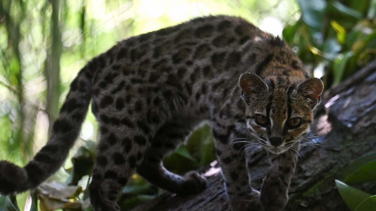Tigrino, a wildcat of the newly identified species Leopardus tilcayo from Bolivia's Yungas region, the first new living cat species to be formally described in more than a century, walks among the trees at the Senda Verde Wildlife Sanctuary, Coroico, Bolivia, Sept. 19, 2026. (Reuters Photo)