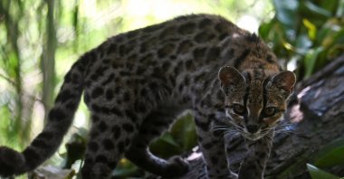 Tigrino, a wildcat of the newly identified species Leopardus tilcayo from Bolivia's Yungas region, the first new living cat species to be formally described in more than a century, walks among the trees at the Senda Verde Wildlife Sanctuary, Coroico, Bolivia, Sept. 19, 2026. (Reuters Photo)