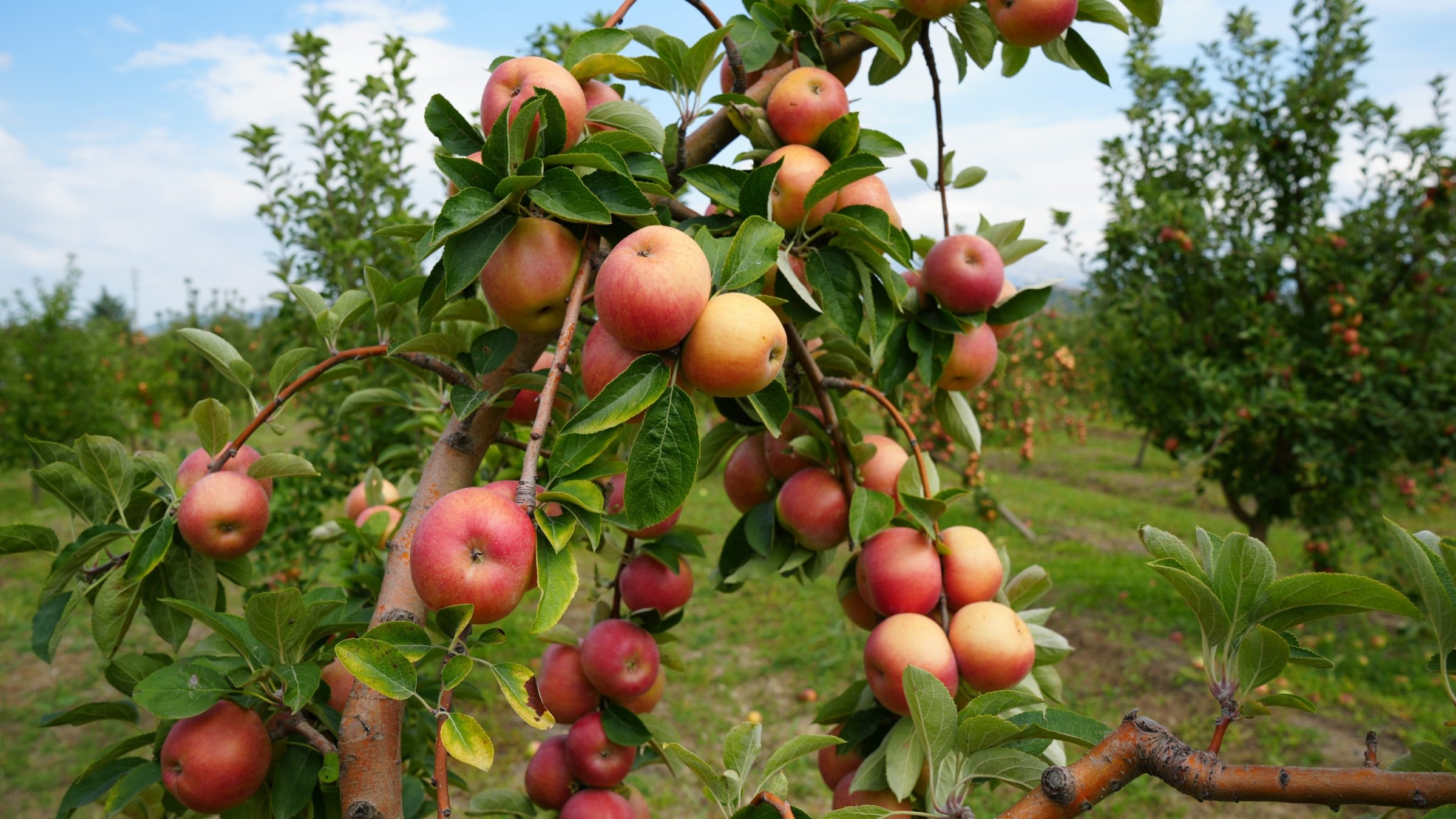Amasya’s geographically indicated misket apples are known for their distinctive red-and-green coloring, Amasya, northern Türkiye, Sept. 24, 2026. (İHA Photo)