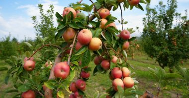 Amasya’s geographically indicated misket apples are known for their distinctive red-and-green coloring, Amasya, northern Türkiye, Sept. 24, 2026. (İHA Photo)