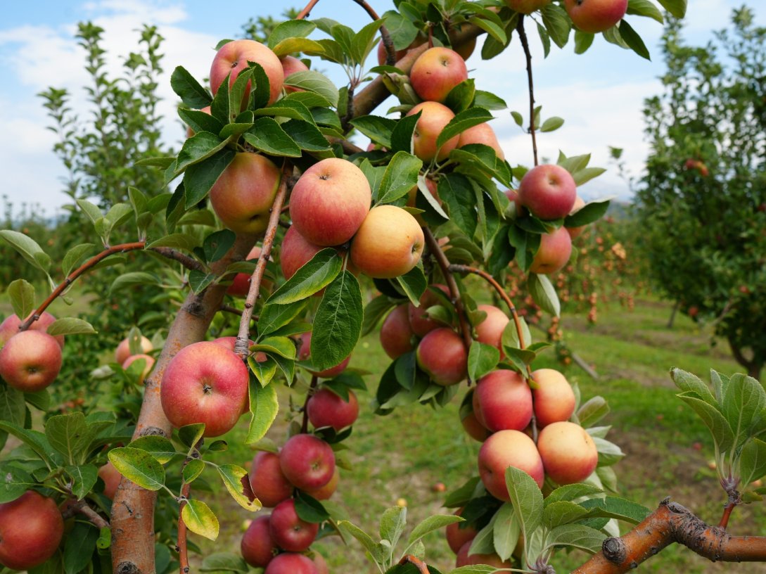 Amasya’s geographically indicated misket apples are known for their distinctive red-and-green coloring, Amasya, northern Türkiye, Sept. 24, 2026. (İHA Photo)