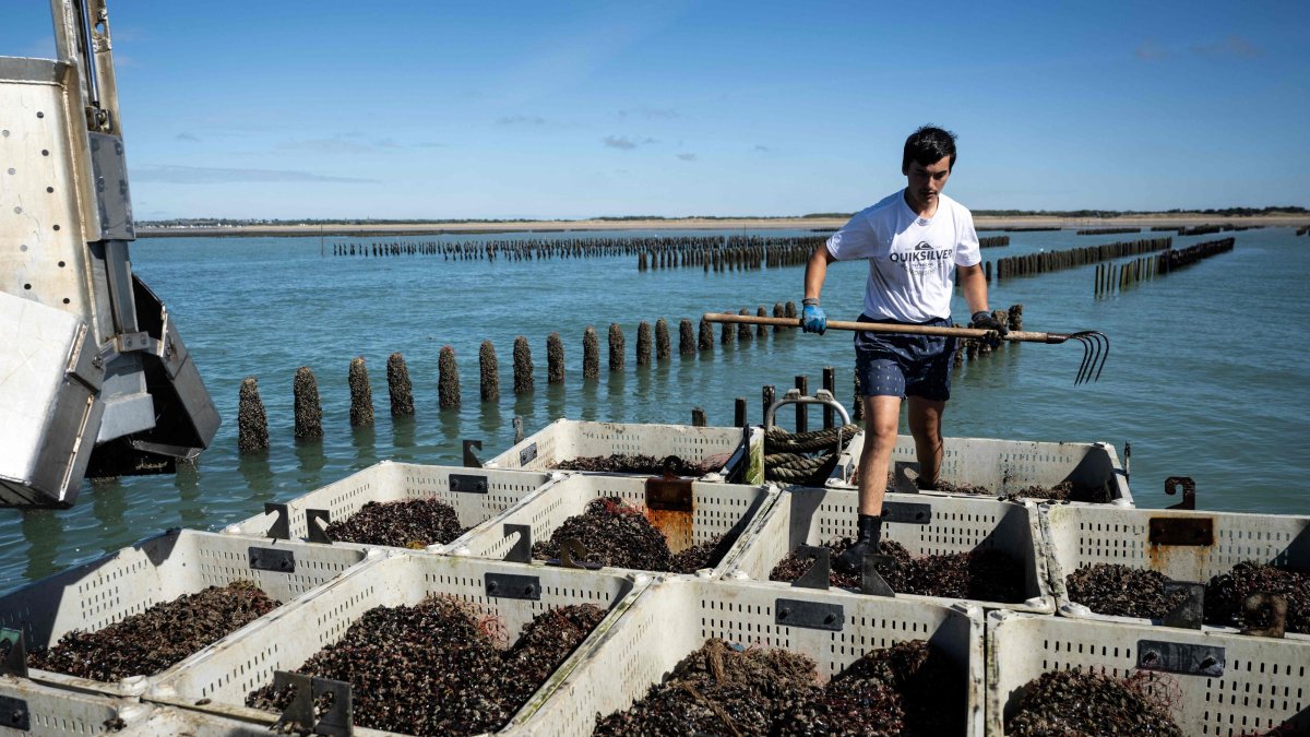 Record heat grips European seas, threatens fisheries, marine life