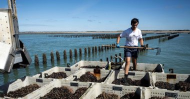Sea farmer Gaspar Maine, 21, works during the mussel harvest at the EARL Maine pere &amp; fils shellfish breeding farm off the coast of Bricqueville-sur-Mer, northwestern France, on September 13, 2026. (AFP Photo)
