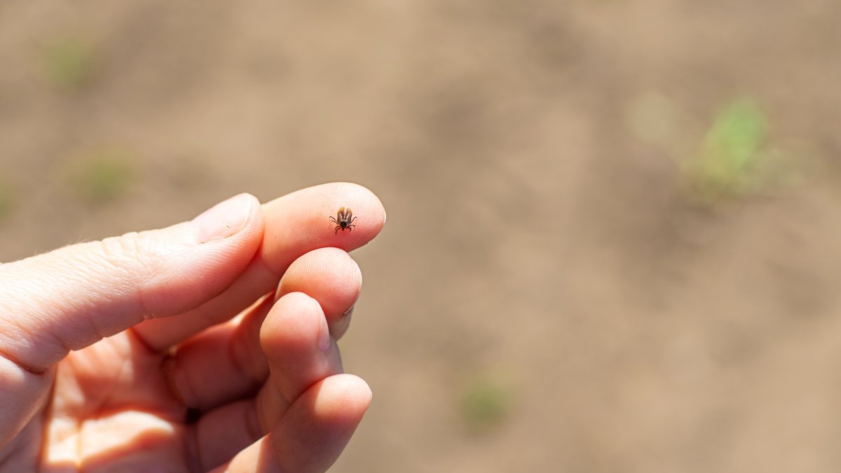 A tick on a hand in a park area. (Shutterstok Photo)