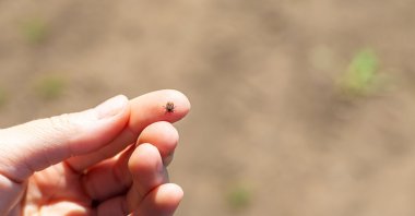 A tick on a hand in a park area. (Shutterstok Photo)
