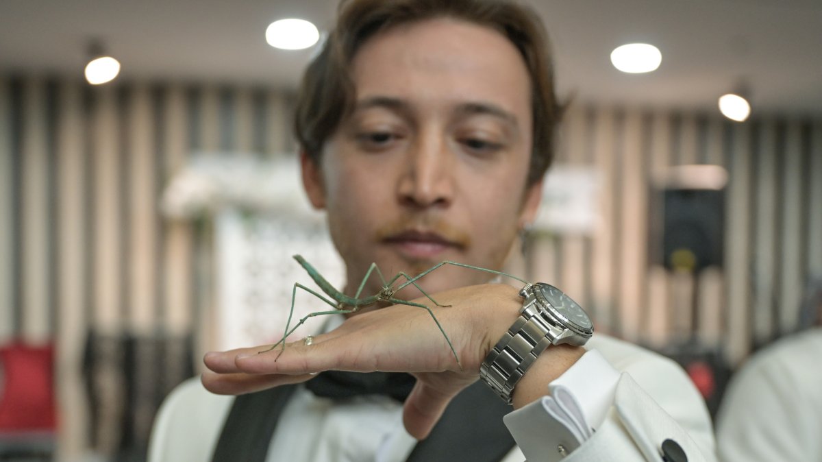 A stick insect rests on the hand of groom Buğra Yalçın, Ankara, Türkiye, Sept. 27, 2026. (AA Photo)