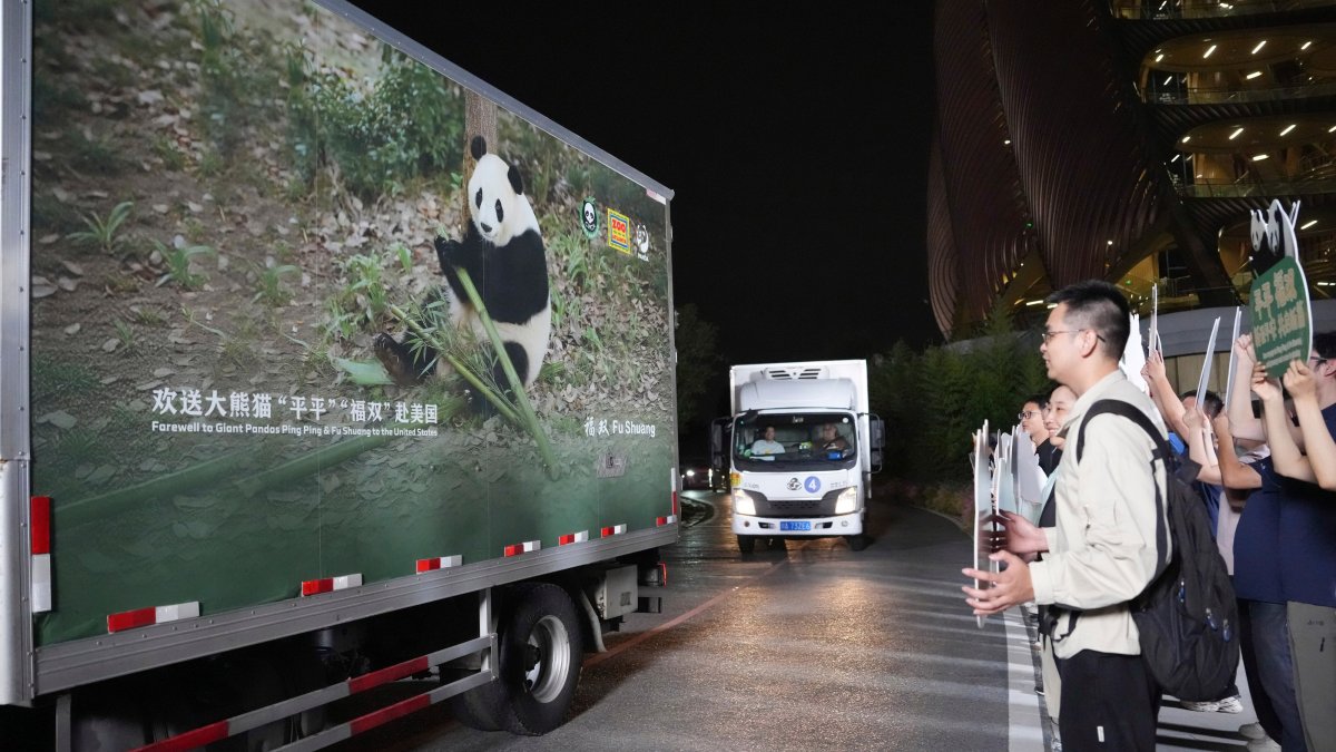 Vehicles carrying a pair of giant pandas, Ping Ping and Fu Shuang, leave the Chengdu Research Base of Giant Panda Breeding, Chengdu, Sichuan Province, China, Sept. 26, 2026. (Xinhua News Agency via AP Photo)