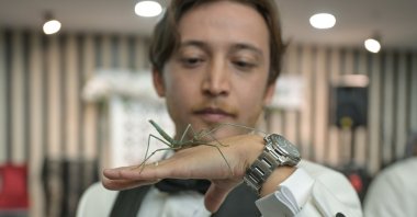 A stick insect rests on the hand of groom Buğra Yalçın, Ankara, Türkiye, Sept. 27, 2026. (AA Photo)