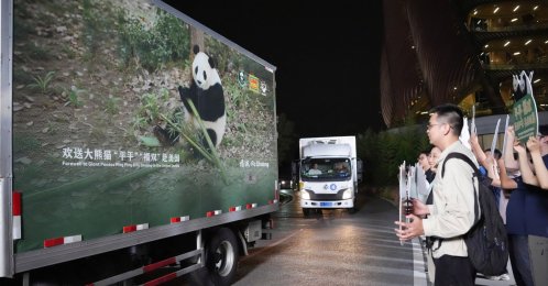Vehicles carrying a pair of giant pandas, Ping Ping and Fu Shuang, leave the Chengdu Research Base of Giant Panda Breeding, Chengdu, Sichuan Province, China, Sept. 26, 2026. (Xinhua News Agency via AP Photo)