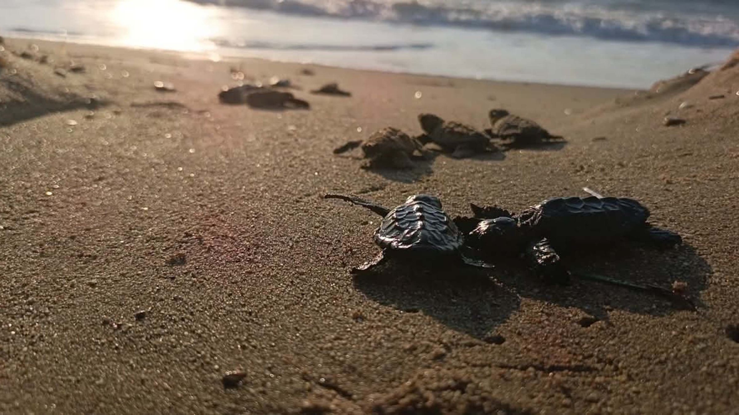 Loggerhead sea turtle hatchlings are released into the sea, Aydın, Türkiye, Sept. 27, 2026. (DHA Photo)