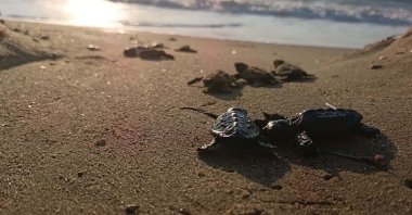 Loggerhead sea turtle hatchlings are released into the sea, Aydın, Türkiye, Sept. 27, 2026. (DHA Photo)
