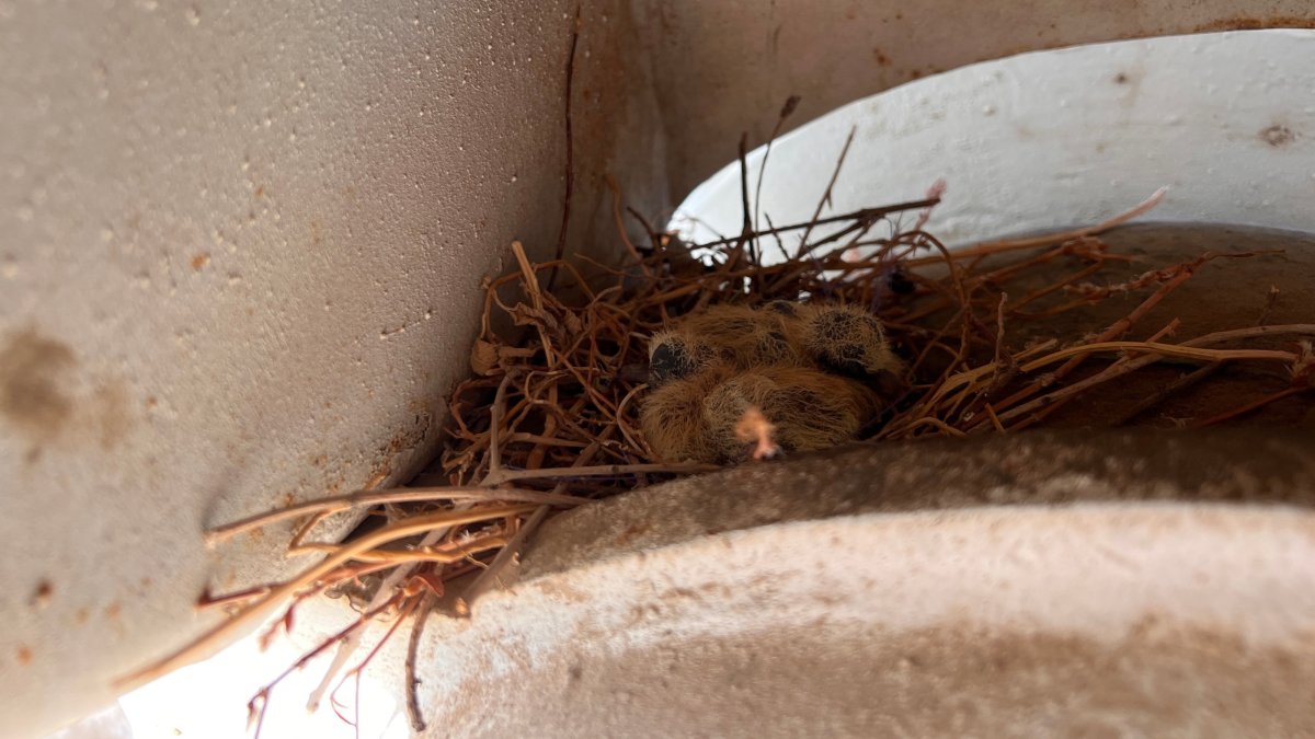 A dove’s nest is seen on a concrete mixer in Hatay, southern Türkiye, Sept. 30, 2026. (IHA Photo)
