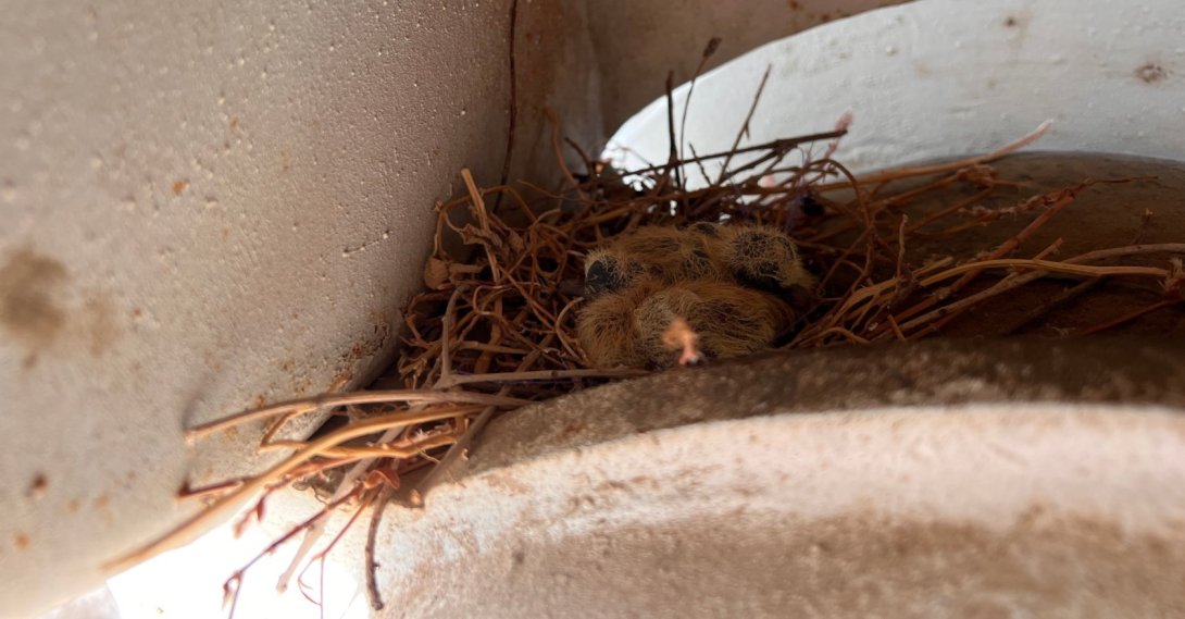 A dove’s nest is seen on a concrete mixer in Hatay, southern Türkiye, Sept. 30, 2026. (IHA Photo)