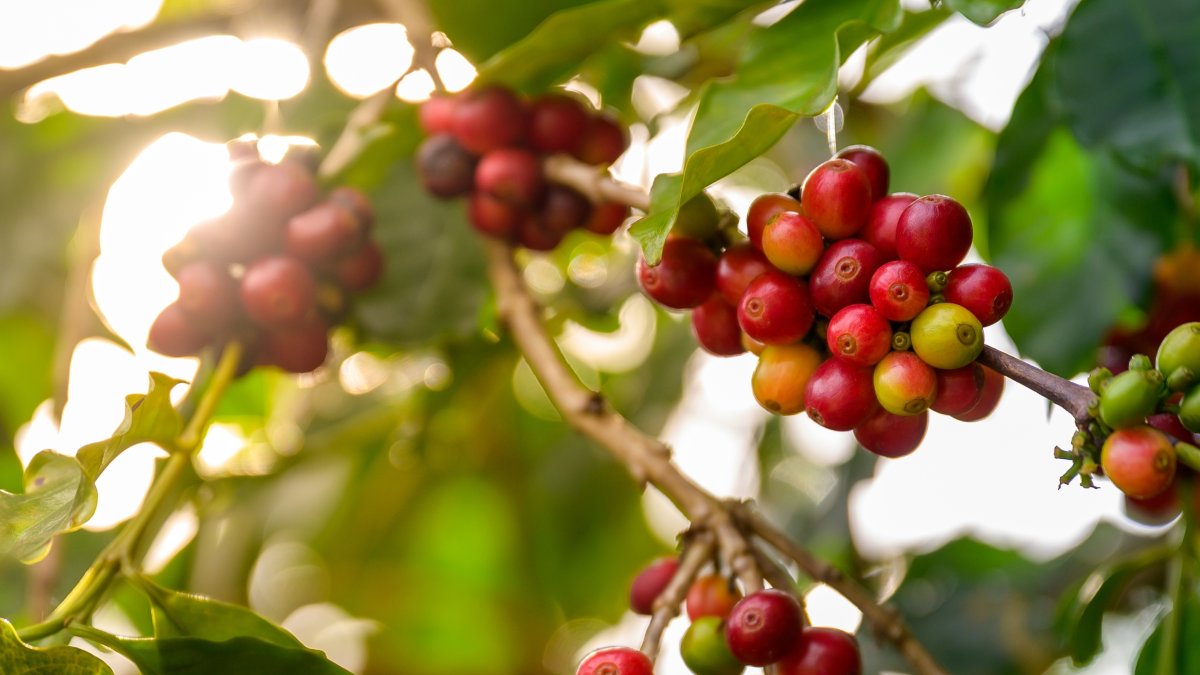 A close-up view of ripe red coffee cherries on a branch. (Shutterstock Photo)