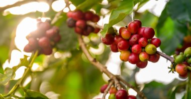A close-up view of ripe red coffee cherries on a branch. (Shutterstock Photo)