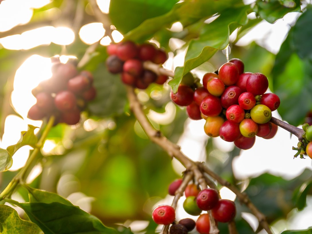 A close-up view of ripe red coffee cherries on a branch. (Shutterstock Photo)