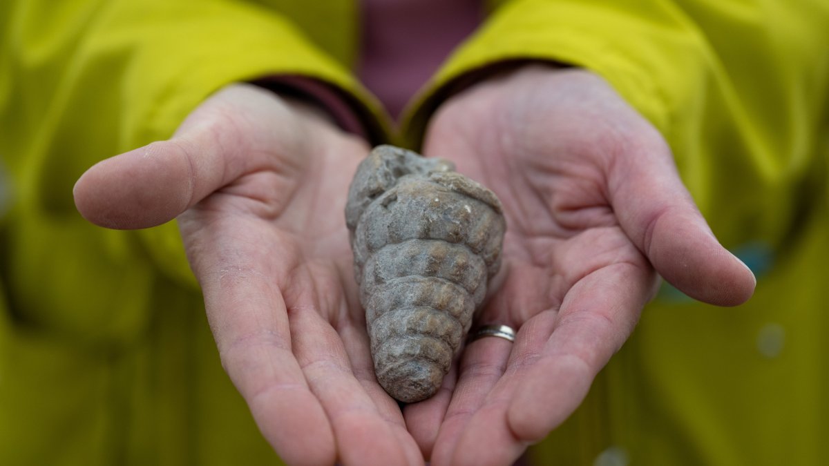 A 66-million-year-old marine fossil discovered during excavations at Külhöyük, Ankara, Türkiye, Sept. 23, 2026. (AA Photo)