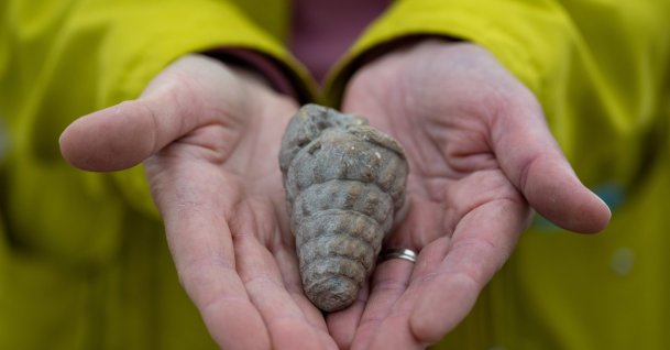 A 66-million-year-old marine fossil discovered during excavations at Külhöyük, Ankara, Türkiye, Sept. 23, 2026. (AA Photo)