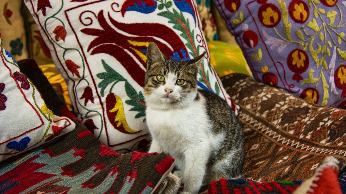 A cat rests on carpets in a shop, Istanbul, Türkiye. (Shutterstock Photo)