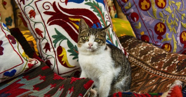 A cat rests on carpets in a shop, Istanbul, Türkiye. (Shutterstock Photo)