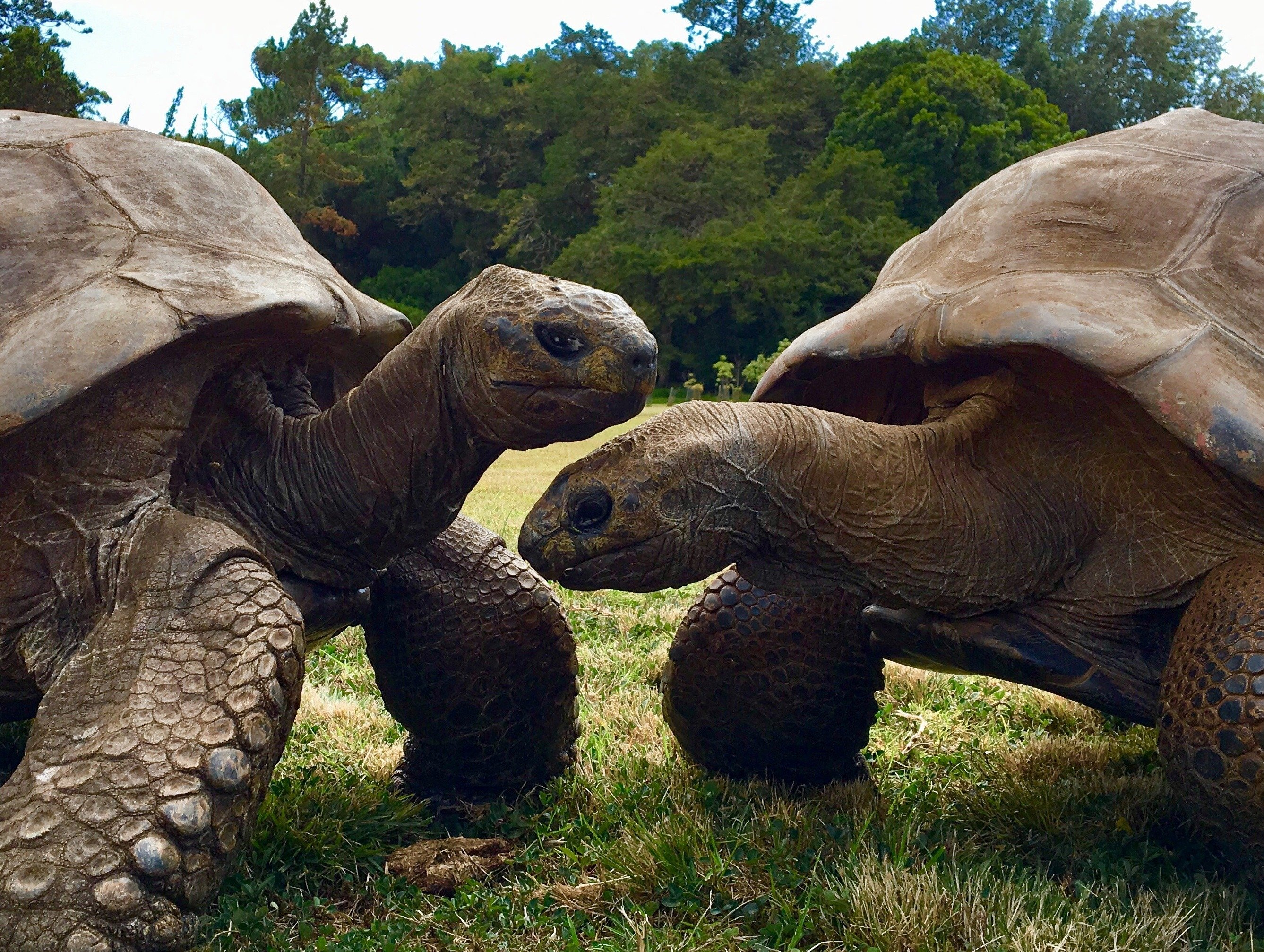What Jonathan, 194-year-old tortoise, can teach us about longevity