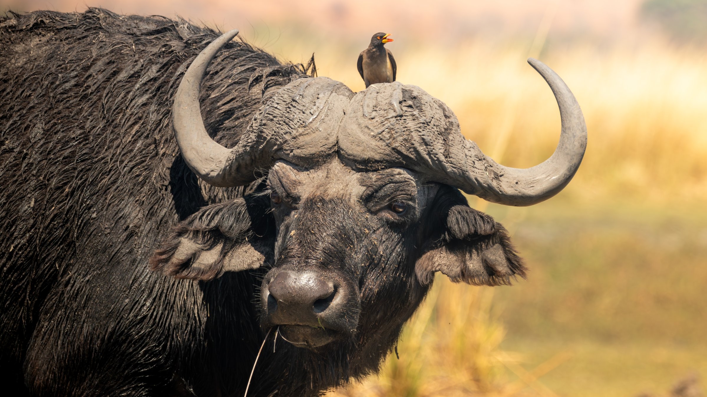 An undated close-up view of a Cape buffalo with an oxpecker on its head in Chobe National Park, Botswana. (Shutterstock Photo)