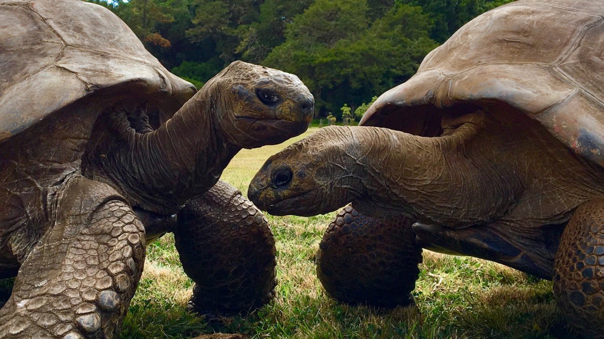 Tortoises named Jonathan (L) and David (R) living on the South Atlantic island of St Helena, March 3, 2019. (Reuters Photo)