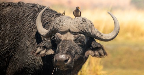 An undated close-up view of a Cape buffalo with an oxpecker on its head in Chobe National Park, Botswana. (Shutterstock Photo)