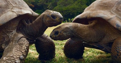Tortoises named Jonathan (L) and David (R) living on the South Atlantic island of St Helena, March 3, 2019. (Reuters Photo)