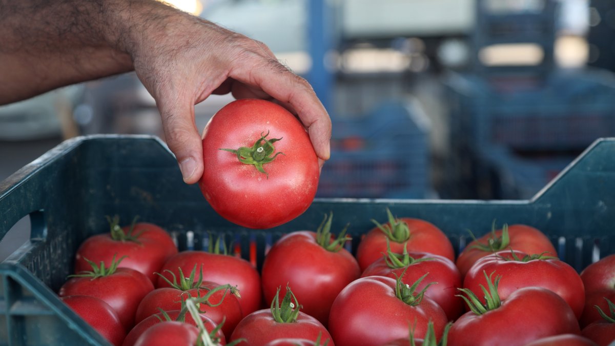 A person places a tomato in a basket, Antalya, Türkiye, Sept. 13, 2026. (DHA Photo)