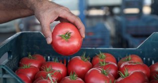 A person places a tomato in a basket, Antalya, Türkiye, Sept. 13, 2026. (DHA Photo)