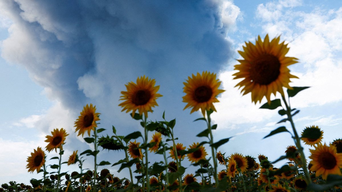 Smoke from a warehouse, which was hit by a Russian drone strike, rises near a field of sunflowers, Kyiv region, Ukraine, Aug. 27, 2026. (Reuters Photo)