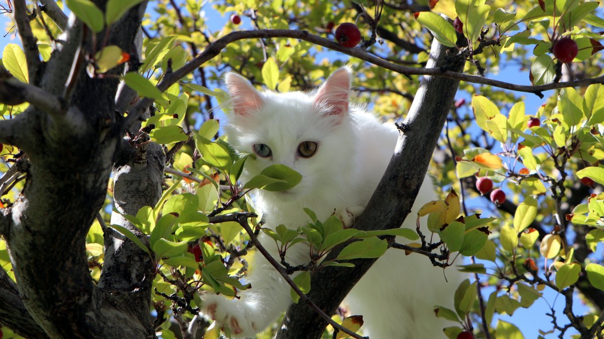 A Van cat looks out from a tree at Van Cat Villa in Van, eastern Türkiye, Oct. 13, 2026. (DHA Photo)