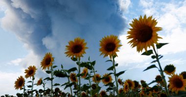 Smoke from a warehouse, which was hit by a Russian drone strike, rises near a field of sunflowers, Kyiv region, Ukraine, Aug. 27, 2026. (Reuters Photo)