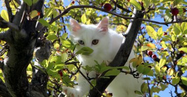 A Van cat looks out from a tree at Van Cat Villa in Van, eastern Türkiye, Oct. 13, 2026. (DHA Photo)