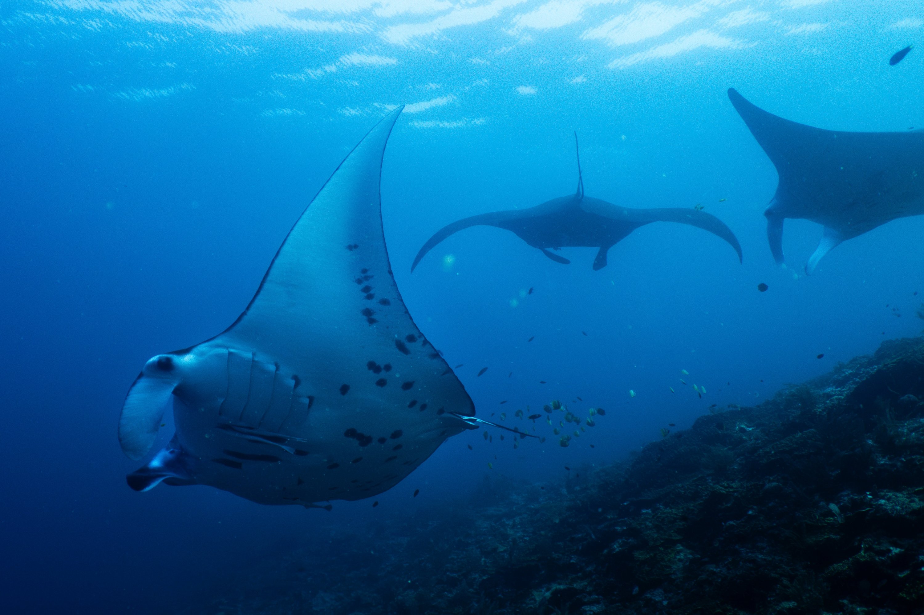 Nations lag on funding pledges to protect global biodiversity