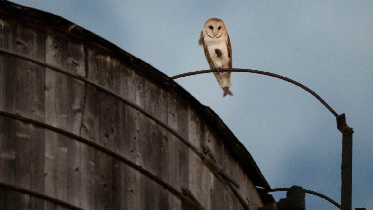 An American Barn Owl sits perched on a water tower on the Upper West Side neighborhood, New York, U.S., Oct. 14, 2026. (AP Photo)