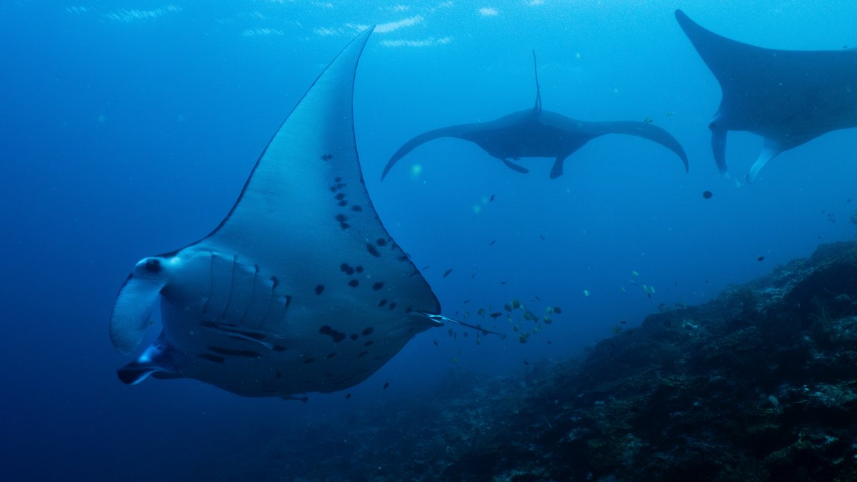 Oceanic manta rays swim at the Manta Ridge dive site in Raja Ampat, Indonesia, March 7, 2026. (AP Photo)