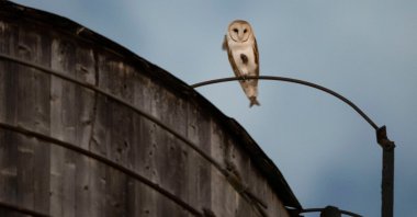 An American Barn Owl sits perched on a water tower on the Upper West Side neighborhood, New York, U.S., Oct. 14, 2026. (AP Photo)