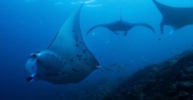 Oceanic manta rays swim at the Manta Ridge dive site in Raja Ampat, Indonesia, March 7, 2026. (AP Photo)