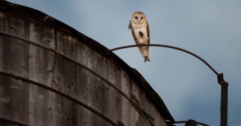 An American Barn Owl sits perched on a water tower on the Upper West Side neighborhood, New York, U.S., Oct. 14, 2026. (AP Photo)