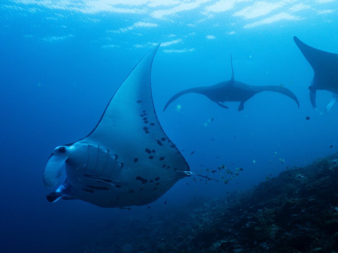 Oceanic manta rays swim at the Manta Ridge dive site in Raja Ampat, Indonesia, March 7, 2026. (AP Photo)