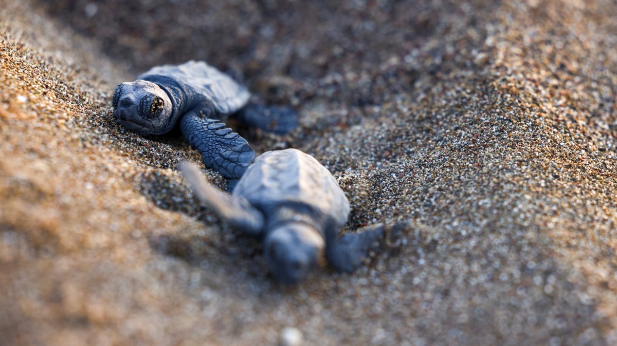 Baby sea turtles crawl towards the sea on Iztuzu Beach on Türkiye's Mediterranean coast, Muğla, Türkiye, Sept. 3, 2026. (Reuters Photo)