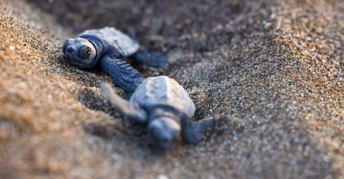 Baby sea turtles crawl towards the sea on Iztuzu Beach on Türkiye's Mediterranean coast, Muğla, Türkiye, Sept. 3, 2026. (Reuters Photo)