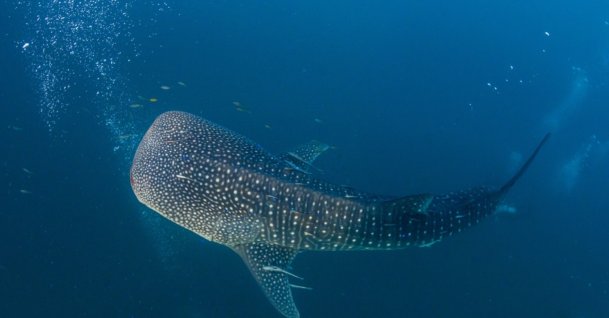 A whale shark swimming and eating. (Shutterstock Photo)