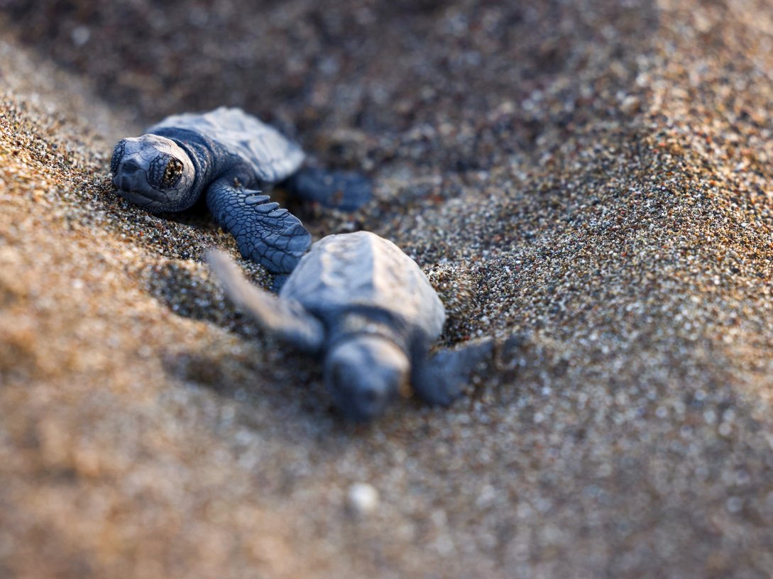 Baby sea turtles crawl towards the sea on Iztuzu Beach on Türkiye's Mediterranean coast, Muğla, Türkiye, Sept. 3, 2026. (Reuters Photo)