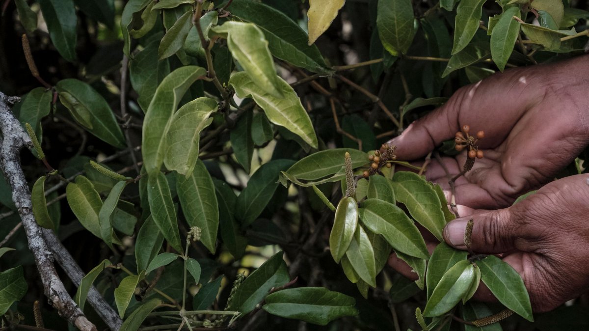 Randrianarimanga Heriniaina holds the Tsiperifery (wild pepper) fruits on a vine in Mandanja, near the village of Ambongamarina, Madagascar, Sept. 19, 2026. (AFP Photo)