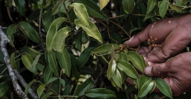 Randrianarimanga Heriniaina holds the Tsiperifery (wild pepper) fruits on a vine in Mandanja, near the village of Ambongamarina, Madagascar, Sept. 19, 2026. (AFP Photo)